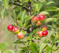 Malus Sieversii, vilde æbler fra Kasakhstan. Æblerne ligner meget de guldæbler, der blev fundet i PuAbi's grav fra ca. 2500 f.kr.